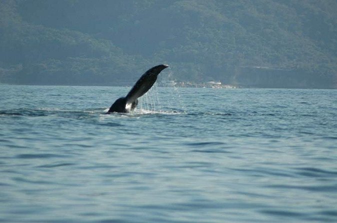 Whale watching tour - Best Fit: Who Should Book This Private Whale Tour