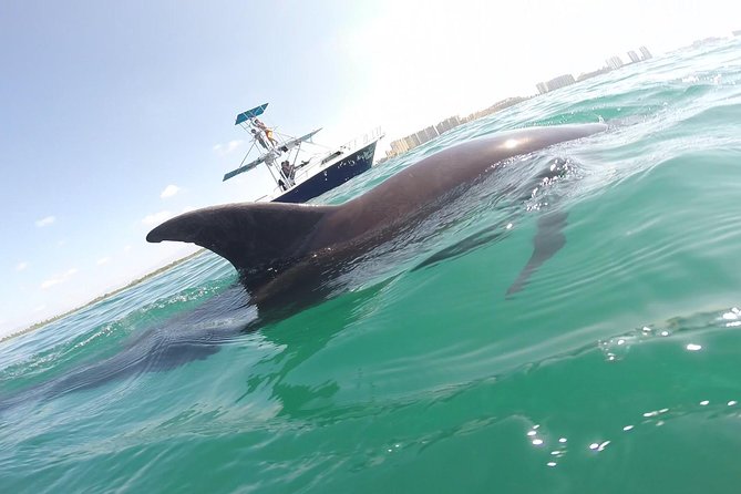 Wild Dolphin Encounter in Puerto Vallarta - Key highlights worth your attention