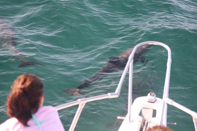 Wild Dolphin Encounter in Puerto Vallarta - Small-group comfort: why 10 (or so) people changes everything