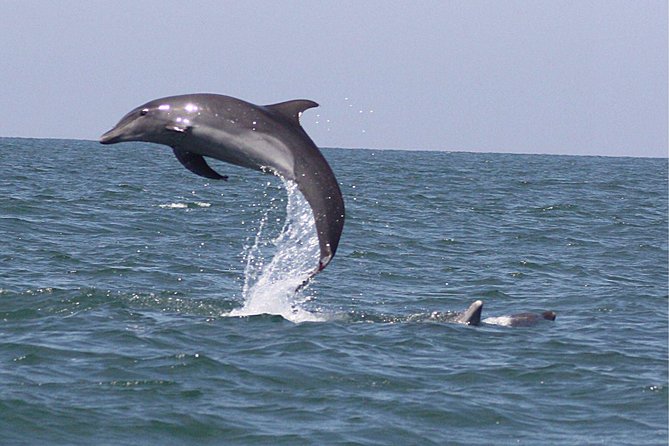 Wild Dolphin Encounter in Puerto Vallarta - What actually happens during the 3.5–4 hour outing