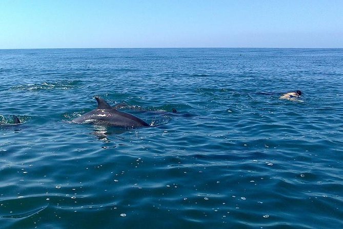 Wild Dolphin Encounter in Puerto Vallarta - Lunch on the water: simple, but it helps