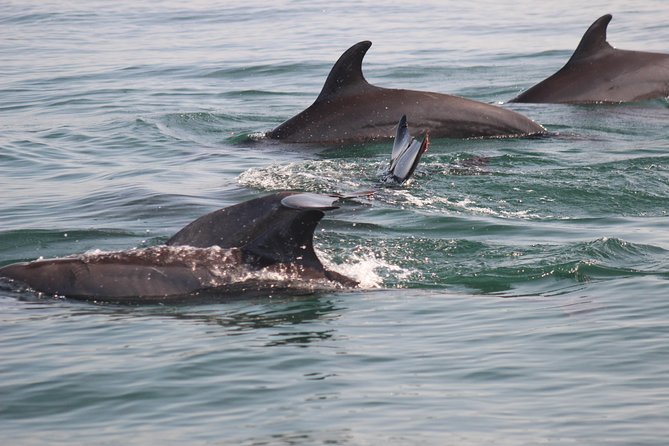 Wild Dolphin Encounter in Puerto Vallarta - Price and value: is $110 a good deal?