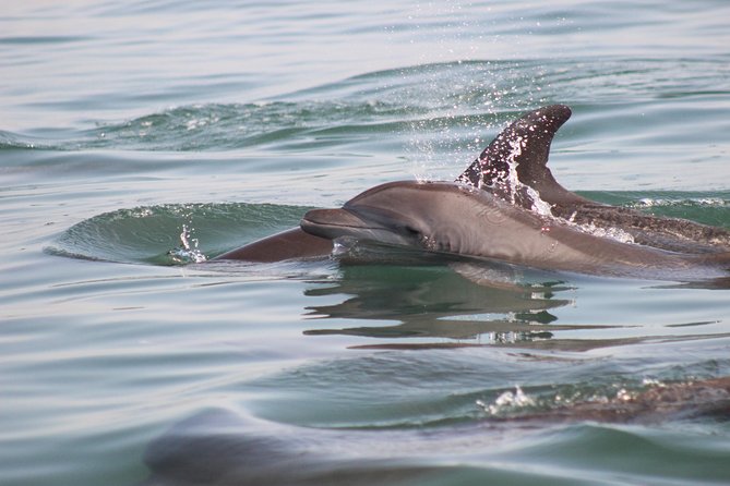 Wild Dolphin Encounter in Puerto Vallarta - Logistics that matter: meeting point, transportation, and what to bring mentally