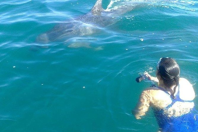 Wild Dolphin Encounter in Puerto Vallarta - Who this is best for (and who might want a different option)