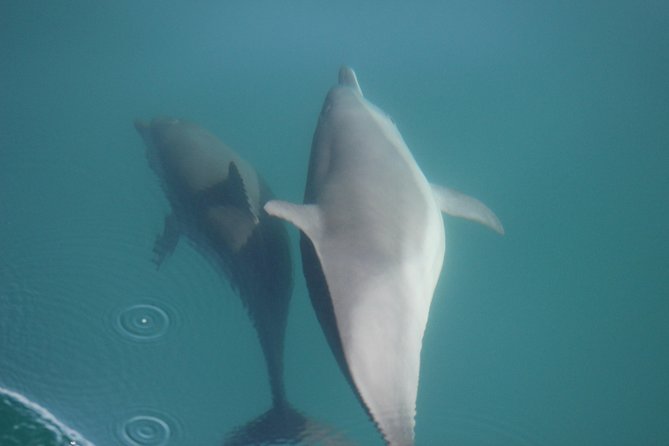 Wild Dolphin Encounter in Puerto Vallarta - Marine biologist + hydrophone: what you learn while you wait