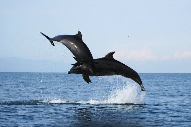 Wild Dolphin Encounter & Snorkeling Adventure - Meeting in Marina Vallarta: your dolphin briefing and gear timing