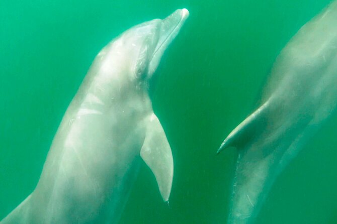 Wild Dolphin Encounter & Snorkeling Adventure - Swimming with dolphins: what “respectful” looks like on the water
