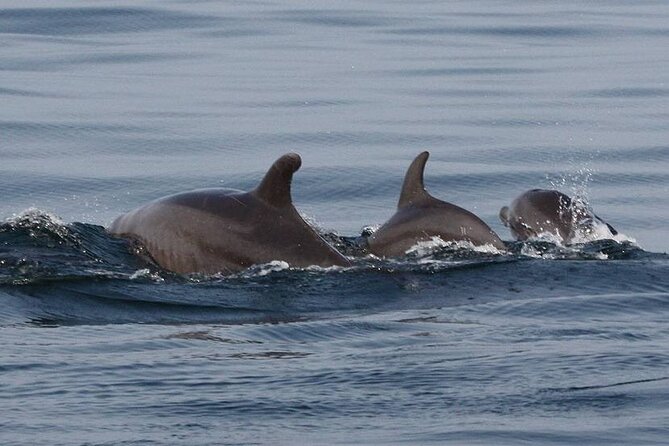 Wild Dolphin Encounter & Snorkeling Adventure - Wildlife spotting beyond dolphins: turtles and whales add extra magic
