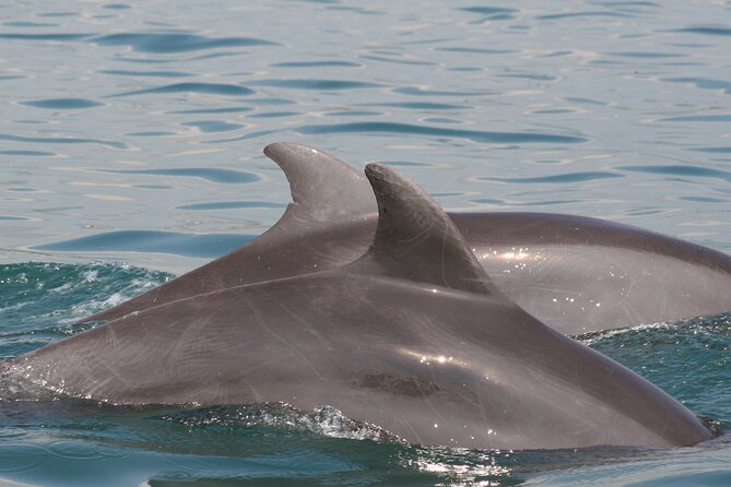 Wild Dolphin Encounter & Snorkeling Adventure - Group size and guide team: why the morning feels personal