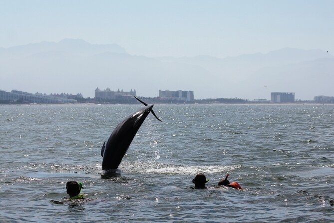 Wild Dolphin Encounter & Snorkeling Adventure - Practical tips that actually help on a half-day boat tour