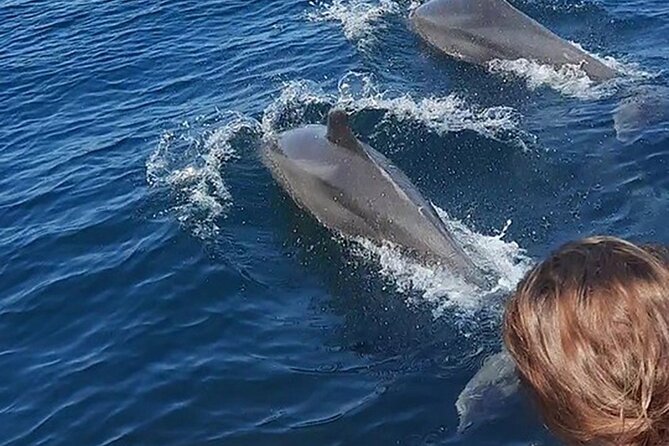 Wild Dolphin Encounter & Snorkeling Adventure - The cruise search: how wild dolphin watching actually feels